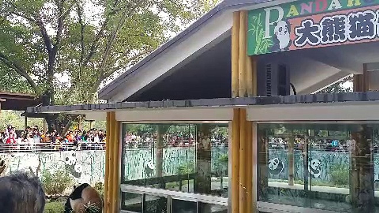 kunfu panda 4