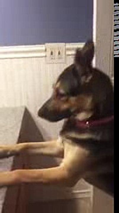 Cat and German Shepherd Epic Battle
