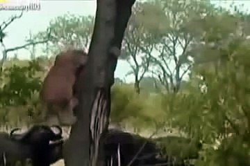 Animals No Mercy : Biggest Fight between Buffalo and Lion