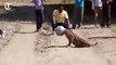 A thirsty leopard gets its head stuck in a metal pot in india
