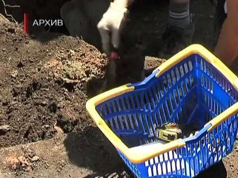 Краеведческому музею подарили останки дракона