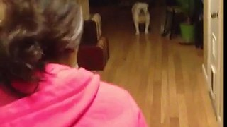 Bulldog welcomes mommy home