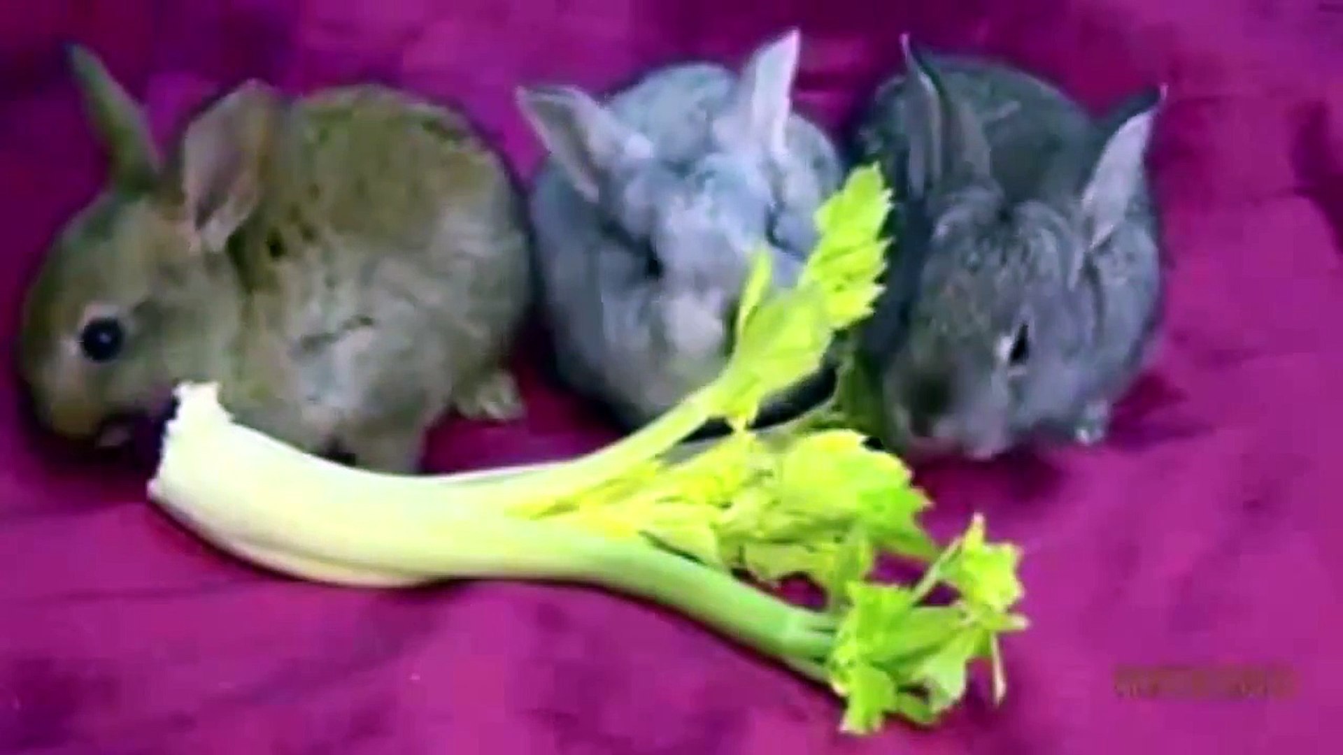 Funny Rabbit Bunny Eating   Funny rabbit videos compilation 2014