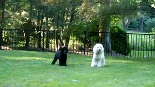 THREE STANDARD POODLES PLAYING