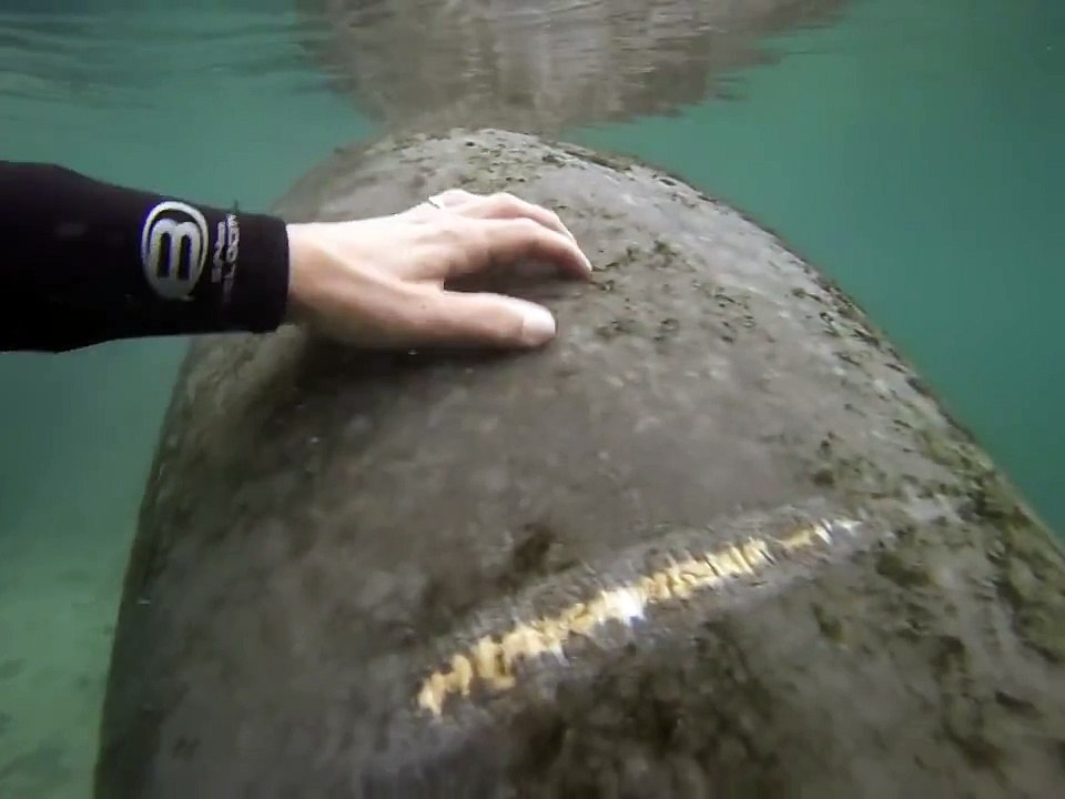 Manatee Marvelous Mayhem 2
