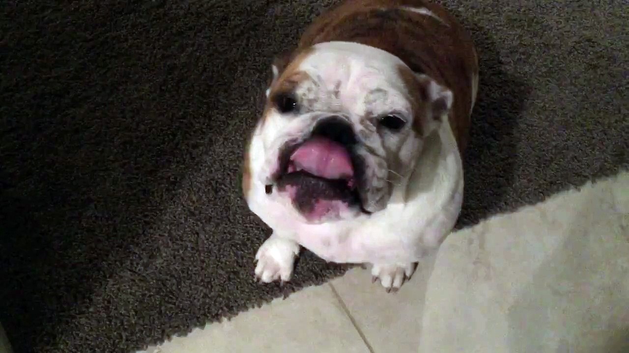 Ashamed bulldog