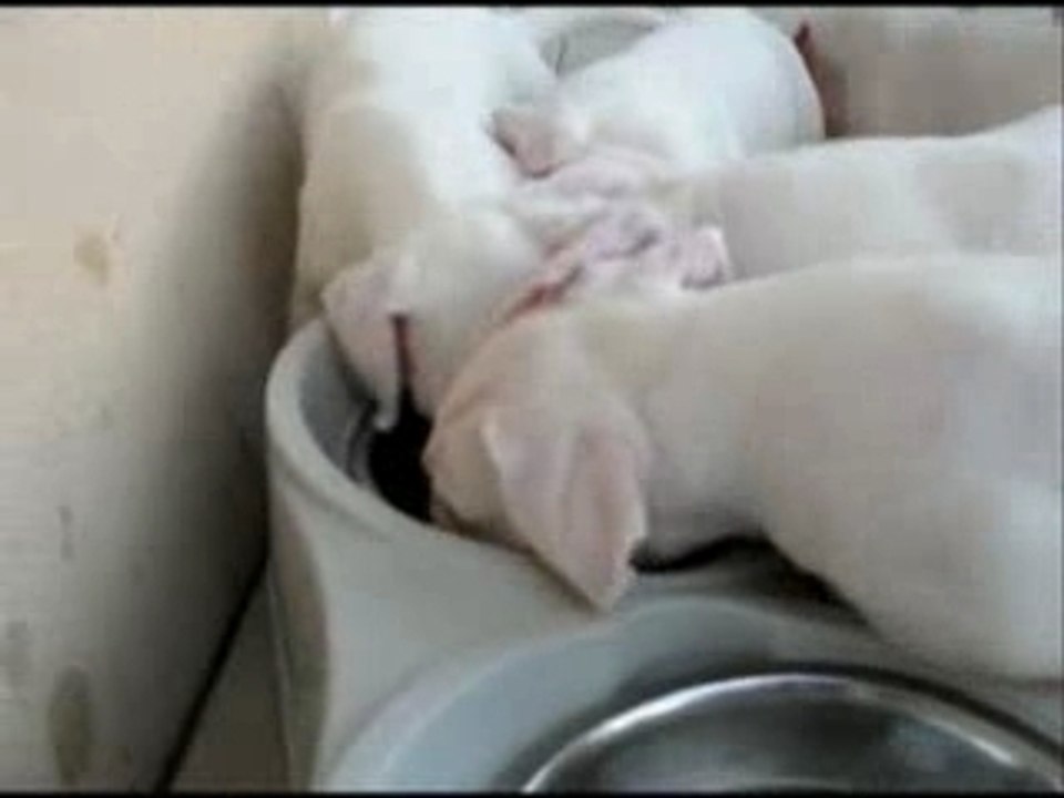 Chiots cerro de los condores 7