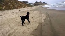 Busby chases birds on the beach