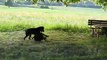 Puppies playing: Rottweiler vs Greater Swiss Mountain Dog - Großer Schweizer Sennenhund - Swissy