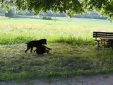 Puppies playing: Rottweiler vs Greater Swiss Mountain Dog - Großer Schweizer Sennenhund - Swissy