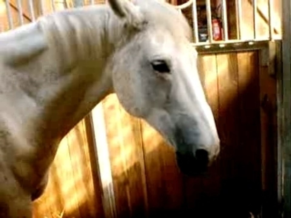touna ma jument que j'aime en gros plan