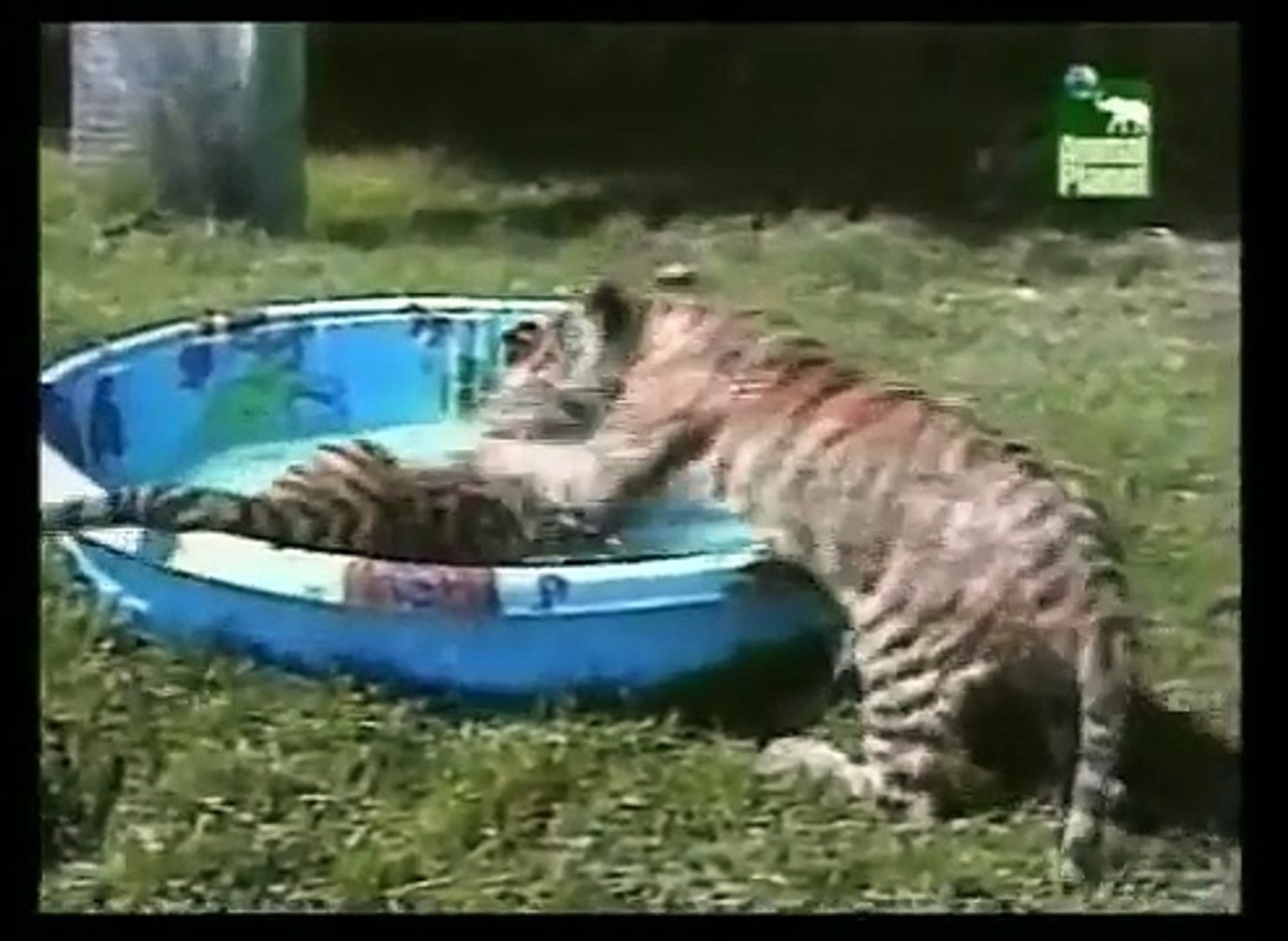 ⁣Videos Divertidos de Animal Planet