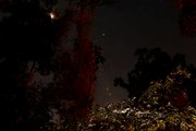 a 4  hour time-lapse of moon moving through the trees