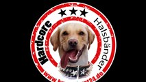 Hardcore Halsbänder | Hundehalsband Sharp Sting Mini