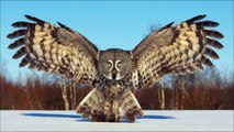 Great Grey Owls with Finnature