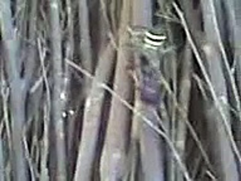 Giant Spider