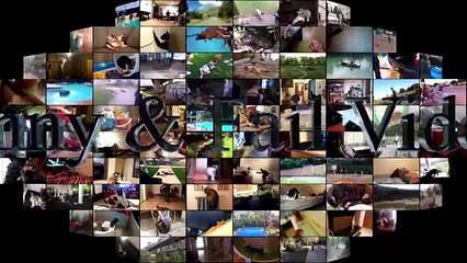 Funny Stupid  Cats Compilation 2016 | Cats Vs Cucumbers