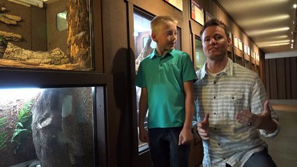 What's inside a Rattlesnake Rattle؟