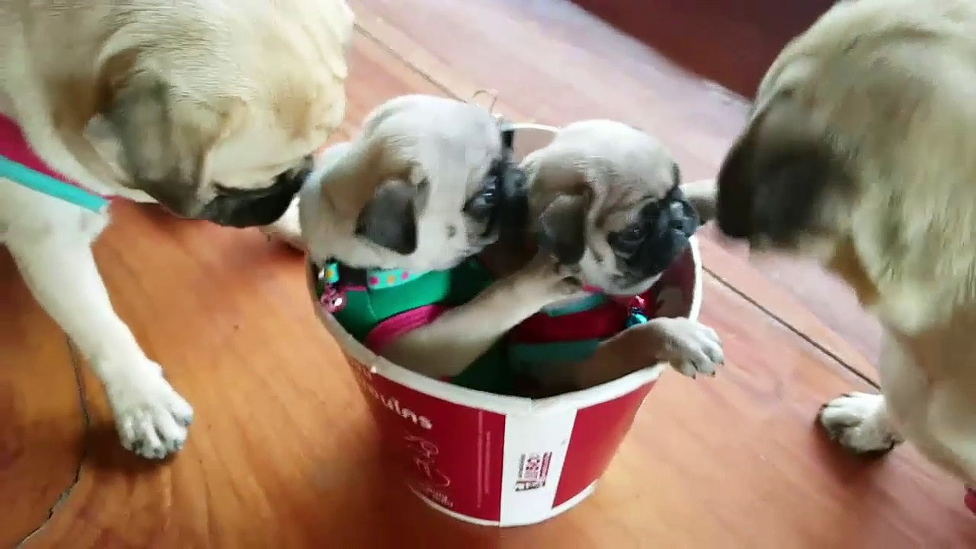 ⁣Funny Dog - Dog Cute Videos Compilation - Funny Dog Video 2016