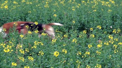 chasse au lievre 31 mars 2016.movie