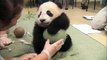 Маленькая смешная панда - жадина. Смешное видео про животных