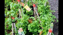 climbing hydrangea   at HH Farm     The Hydrangea Petiolaris   Call us at 215 651 8329