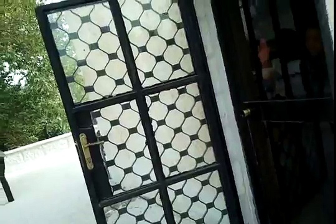 neapolitan mastiff attacking