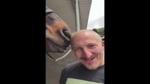 Horse licks mans head