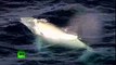 Tin tức   Cá voi lưng gù bạch tạng xuất hiện ở Australia