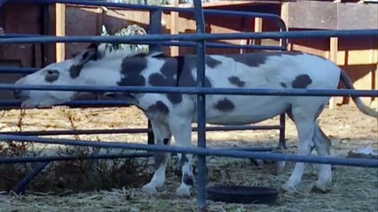 Donkey Makes Fart Noises