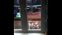 How to Keep Dogs From Jumping on Glass Doors : Dog Behavior & Training