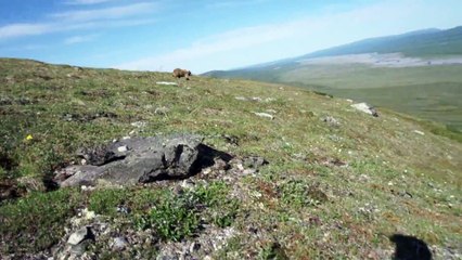 Poursuivi par un énorme Ours il hurle pour s'en débarrasser ! Beaucoup de chance...