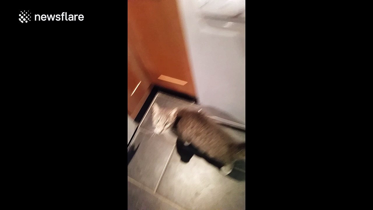 Introducing Nigel the singing cat