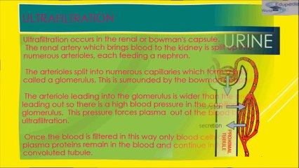 Excretory System- Sec 4  Mechanism of Urine Formation  Physiology of Excretion