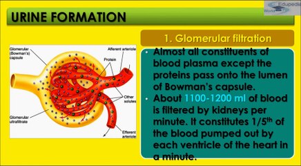 Excretory System- Sec 5  Three Steps of Urine Formation