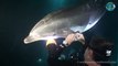Un dauphin blessé vient demander de l'aide à des plongeurs