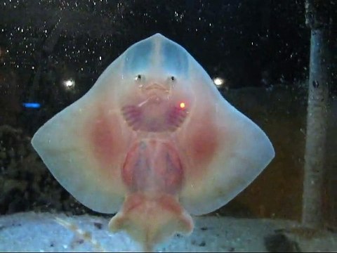 Chorégraphie de bébé raies manta - Tellement beau et mignon