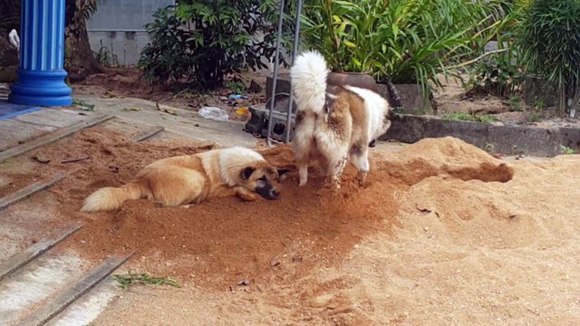 Ce chien n'en a rien à faire de son pote... Pas sympa l'animal