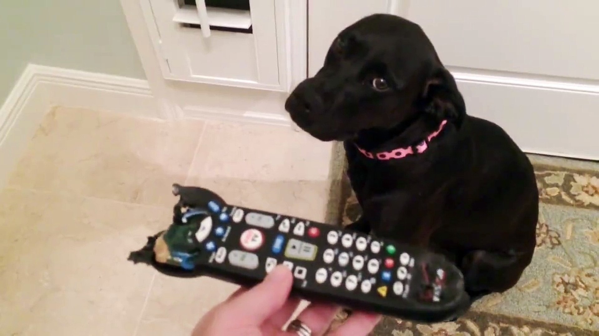 Des Chiens Qui Ont Fait De Grosses Betises Prit En Flag Video Dailymotion