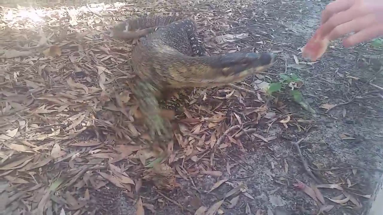 Nourrir un énorme lézard et se faire bouffer la main en Australie