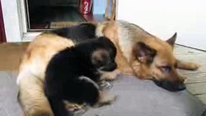German shepherd puppy - Playing with mom
