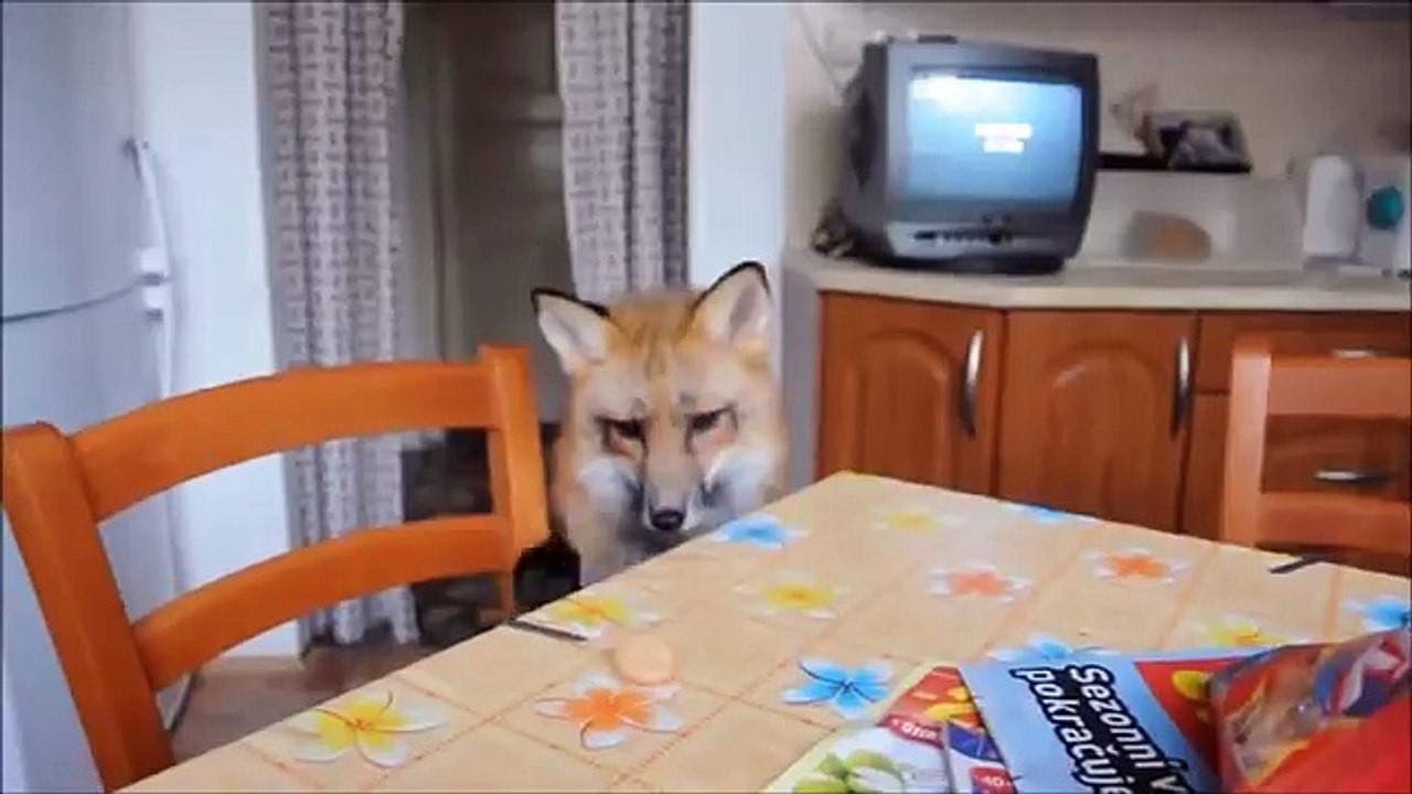 Qualche anno fa ha salvato una volpe, ecco come vive oggi
