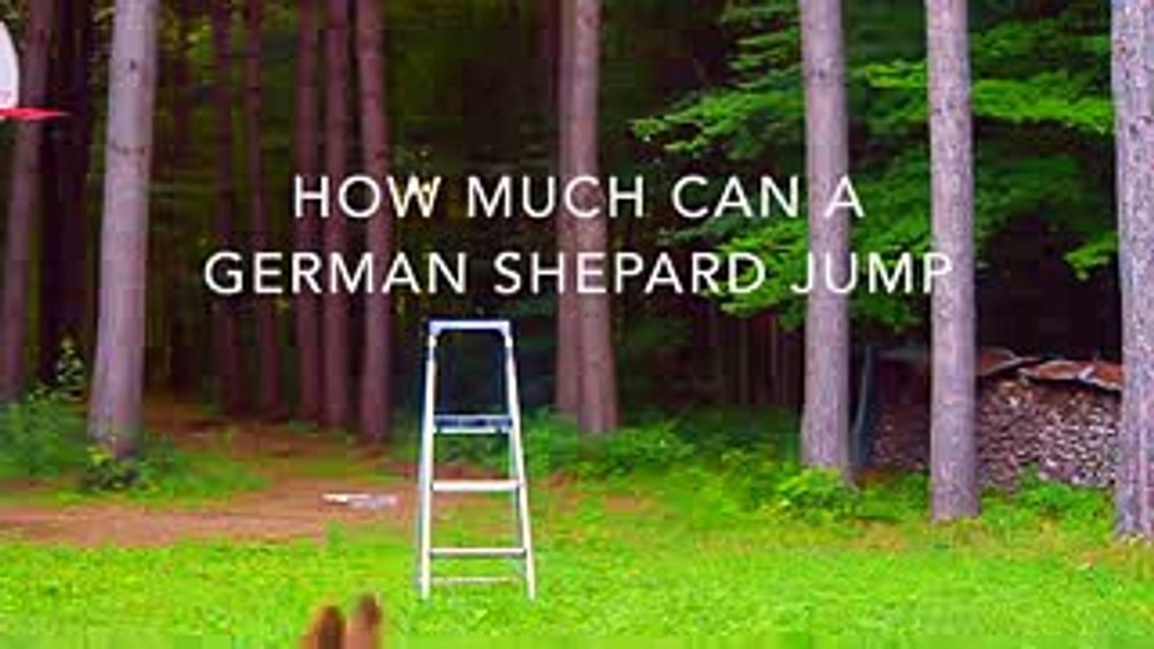 How high can a German Shepherd jump-