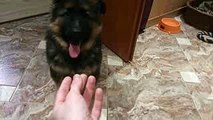 Giant German Shepherd Puppy Abe Long Haired Gsd Dog Video