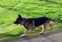 Saku, Great German Shepherd dog