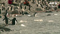 Hungry penguins chase Antarctic's shifting krill