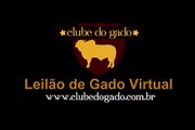 BA - Clube do Gado - Lote 77 - Vacas Paridas