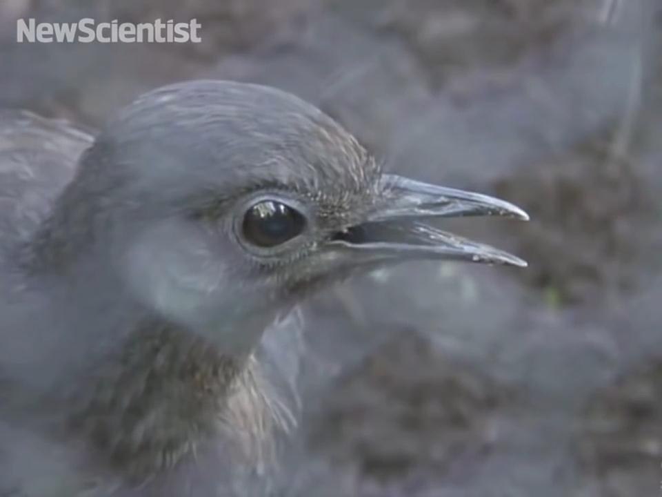 Lyrebird mimics construction sounds