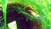 Red Cherry Shrimp - Green Berried