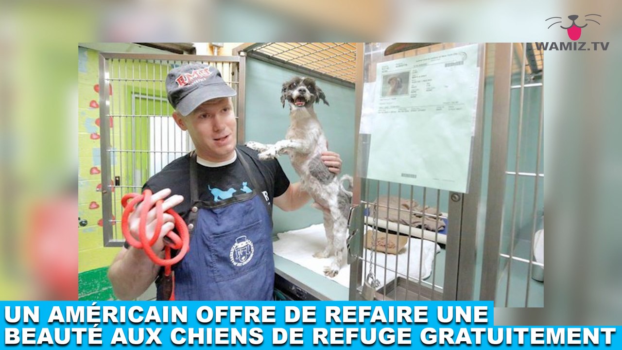 Un américain offre de refaire une beauté aux chiens de refuge gratuitement ! Tout de suite dans la minute chien #184